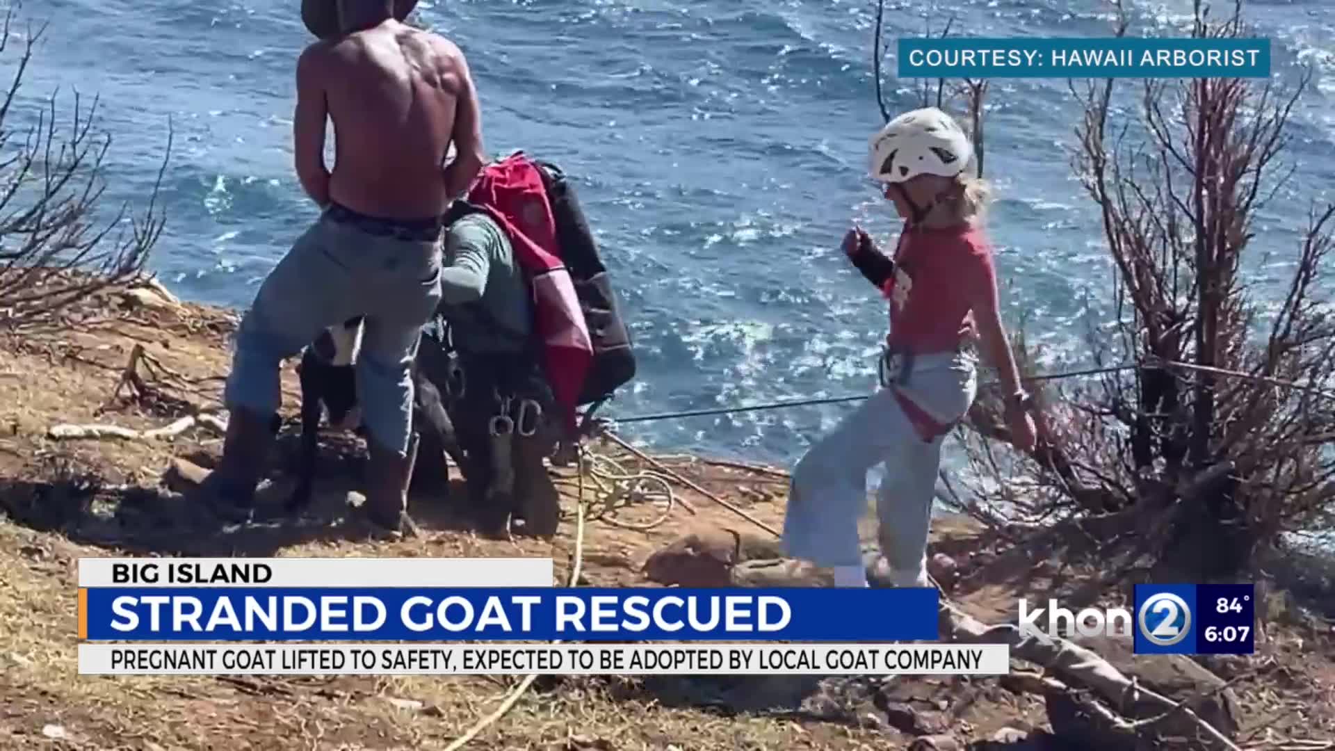 Goat saved: Stranded goat on Hawi cliff side has been rescued – WSPA 7NEWS