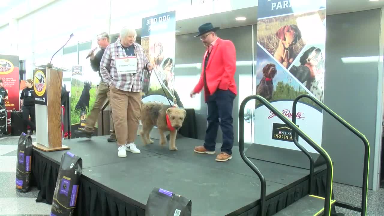 Bird dog parade at Pheasant Fest 2024 – KELOLAND.com