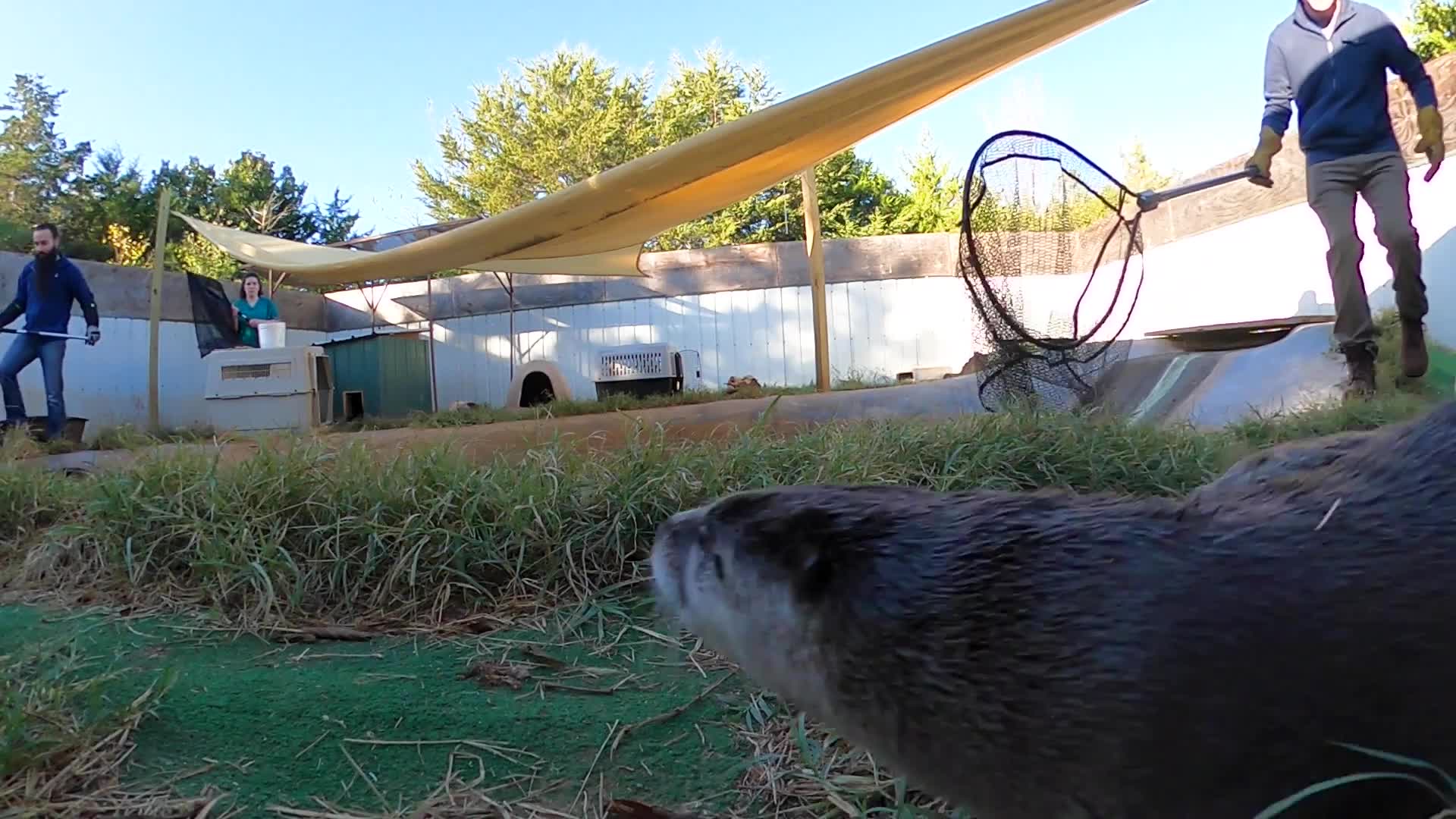 Raft of orphaned river otters gets a new lease on life after a growing up at Wildcare