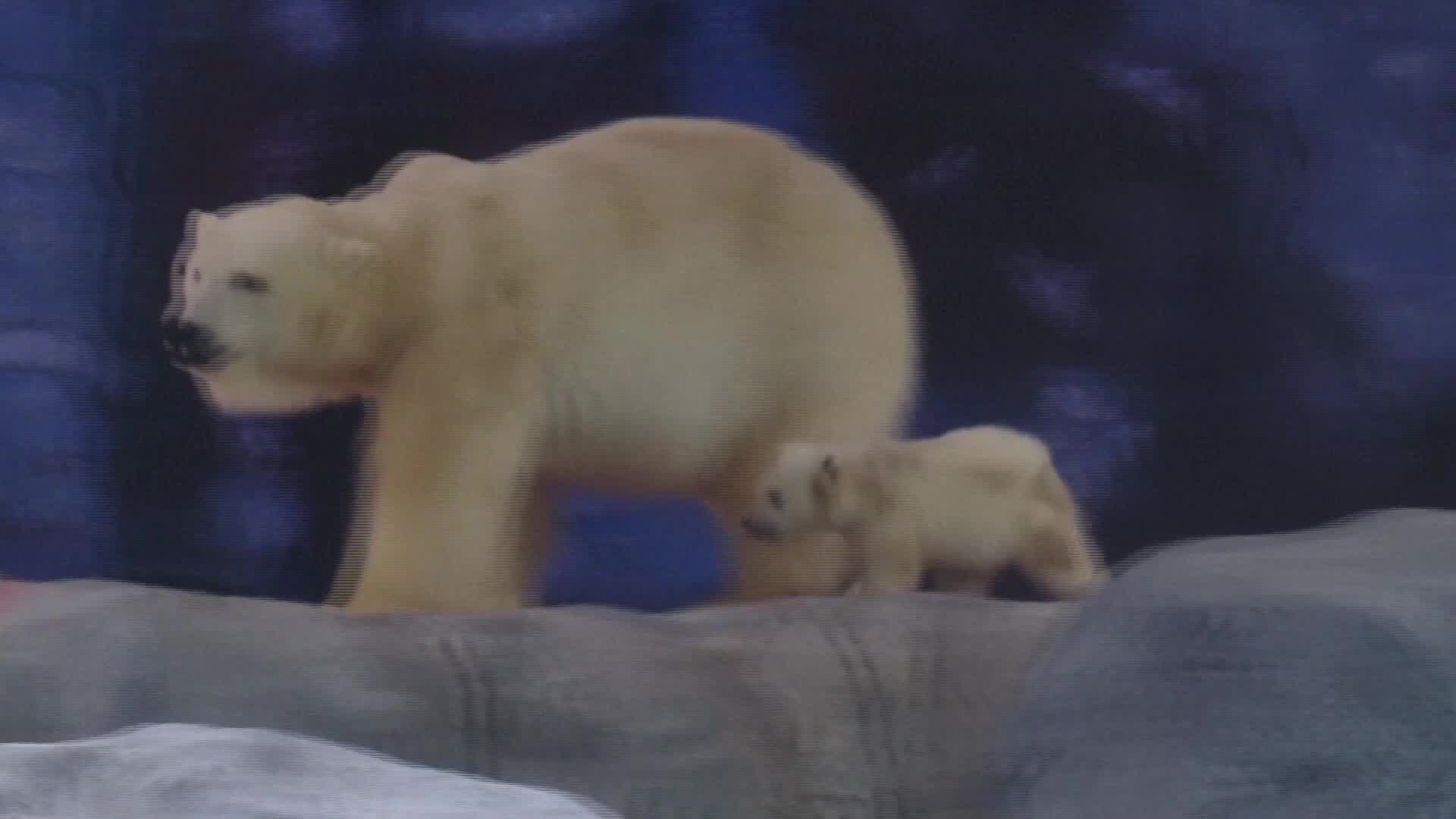 First 36199 First polar bear cub born in Latin America makes history – CW39 Houston