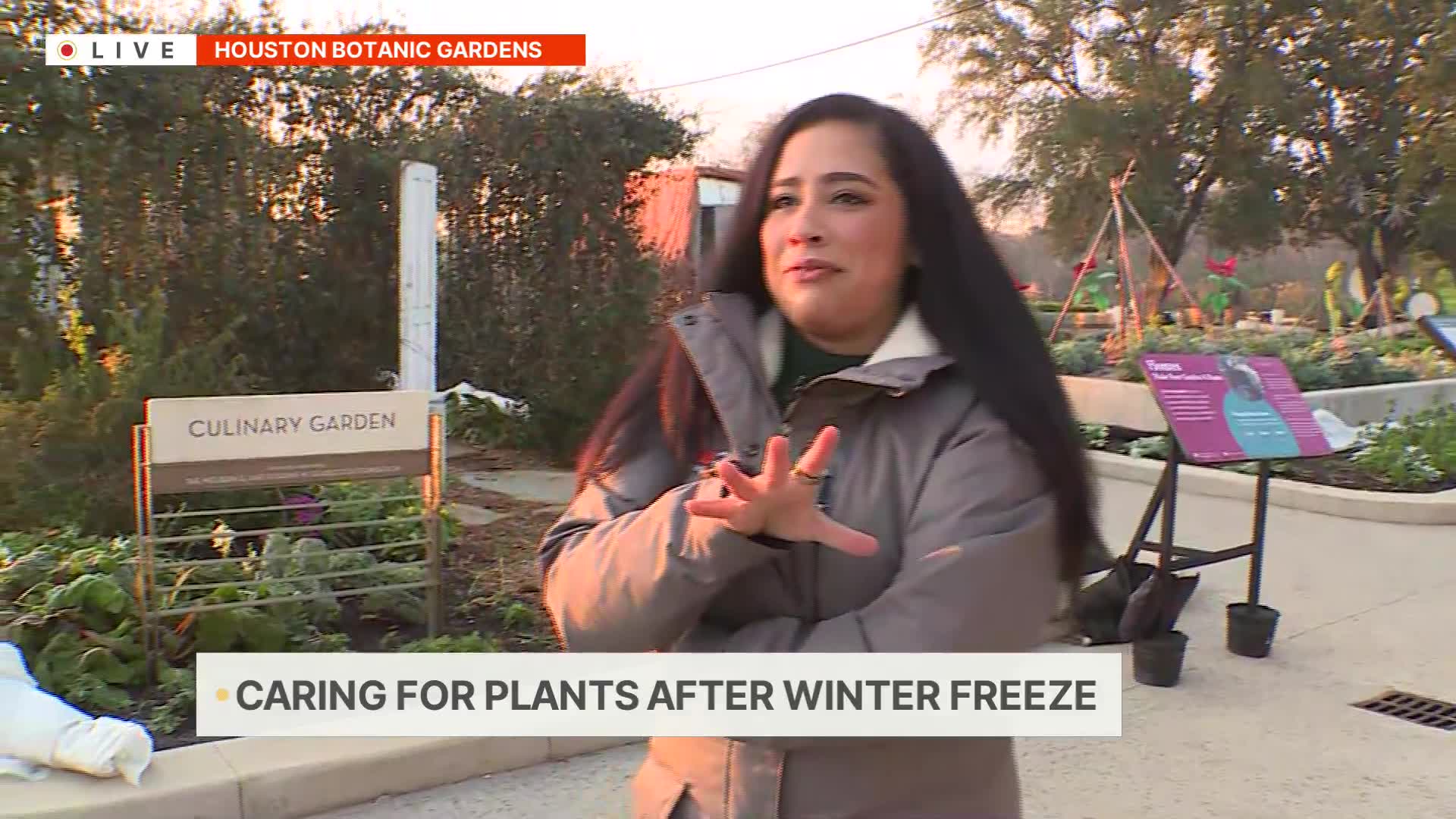Expert on caring for plants after winter freeze – CW39 Houston