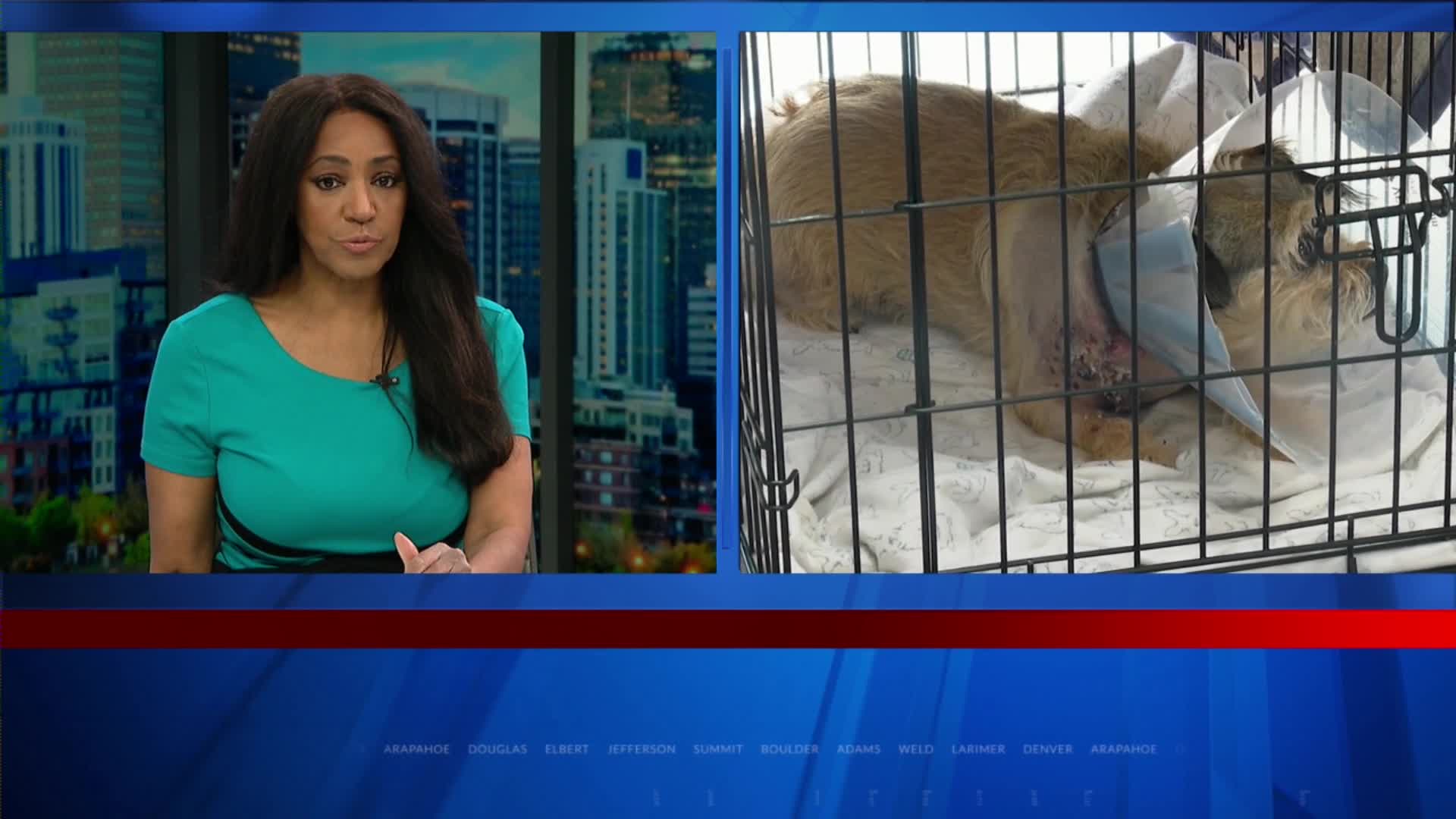 Westminster family faces mounting vet bills after dog attack – FOX31 Denver