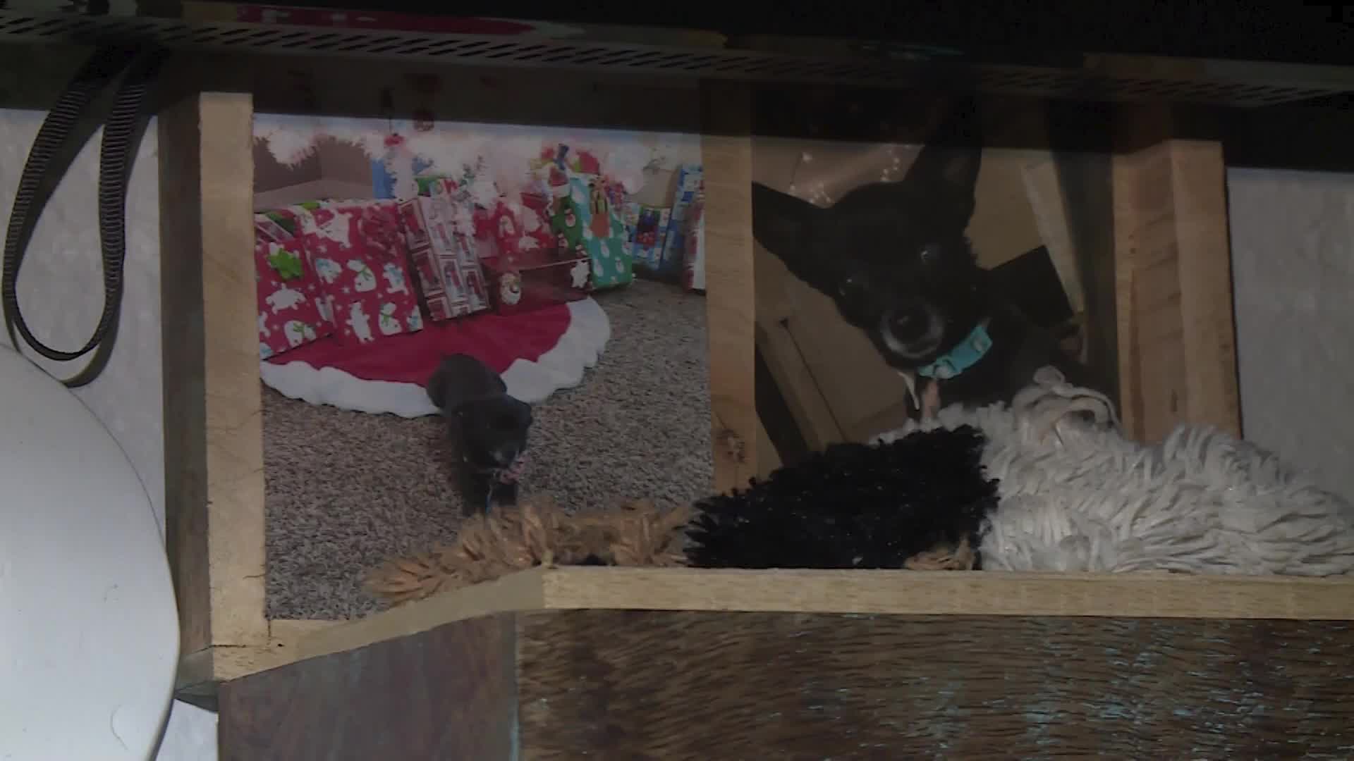 Fort Collins dog owner says deadly dog attack could have been prevented