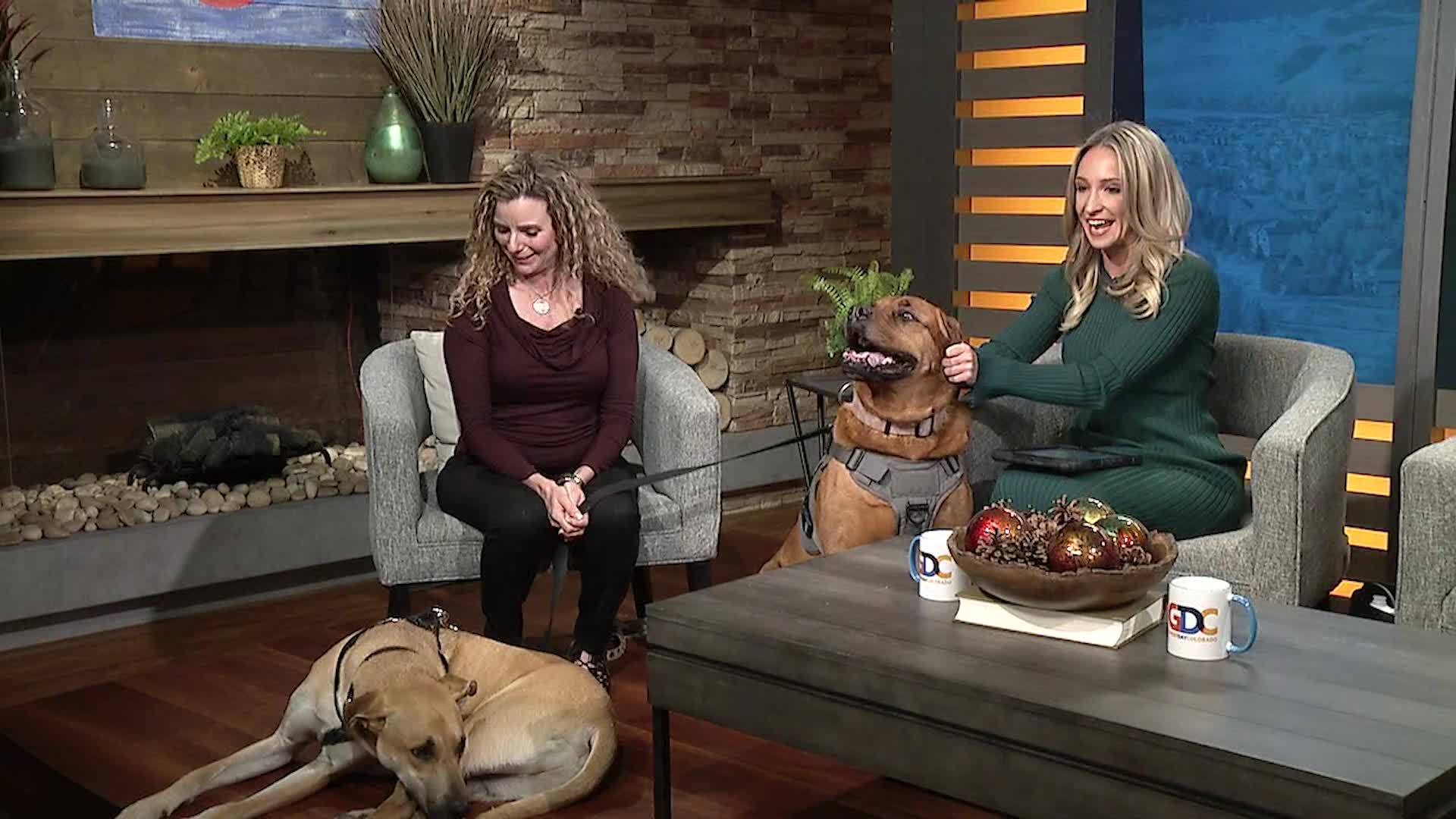 Aspen Park Vet Thanksgiving Tips FOX31 Denver